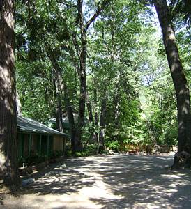 Ample Tree-Shaded Grounds at Cedar Lodge Motel